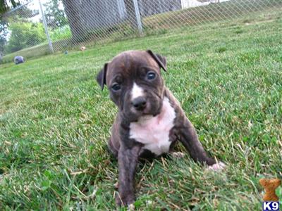 American Staffordshire Terrier for sale